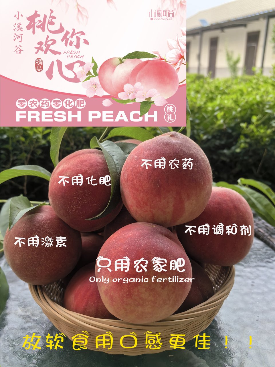 农金一号鸡蛋